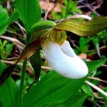 ladyslipper